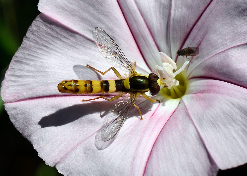 Sphaerophoria scripta (Syrphidae)